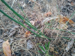 Equisetum × moorei