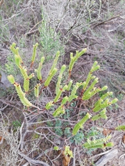 Crassula ericoides