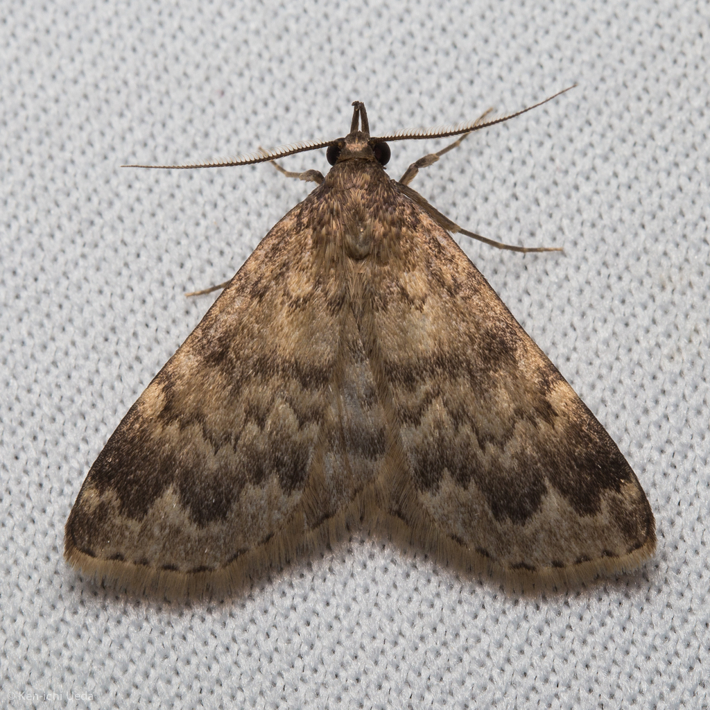 Idia occidentalis