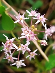 Cynanchum acutum