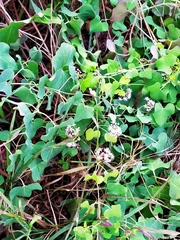 Cynanchum acutum