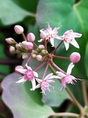 Cynanchum acutum