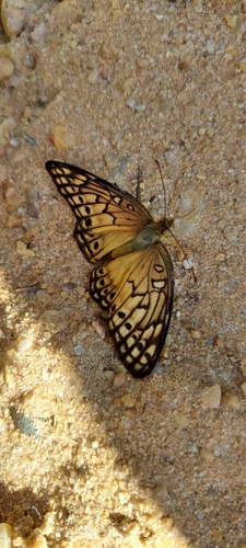 Mexican Fritillary