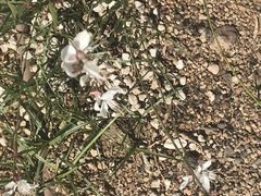 Oenothera lindheimeri