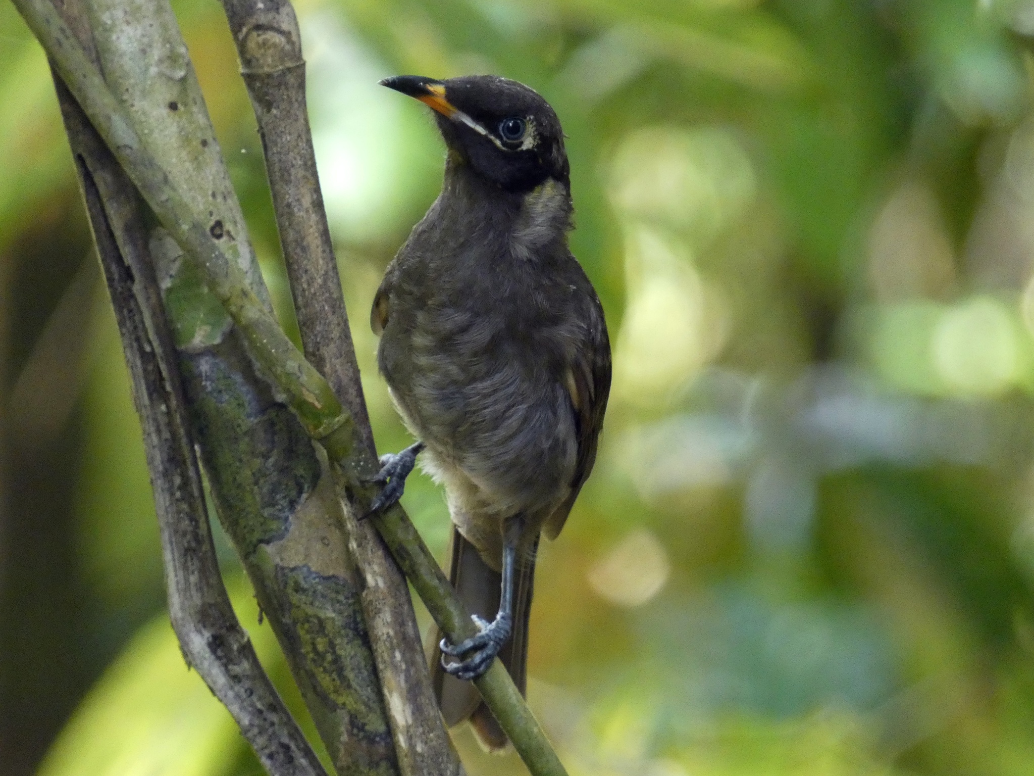Bridled Honeyeater (Bolemoreus frenatus), photo 6