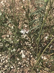 Oenothera lindheimeri