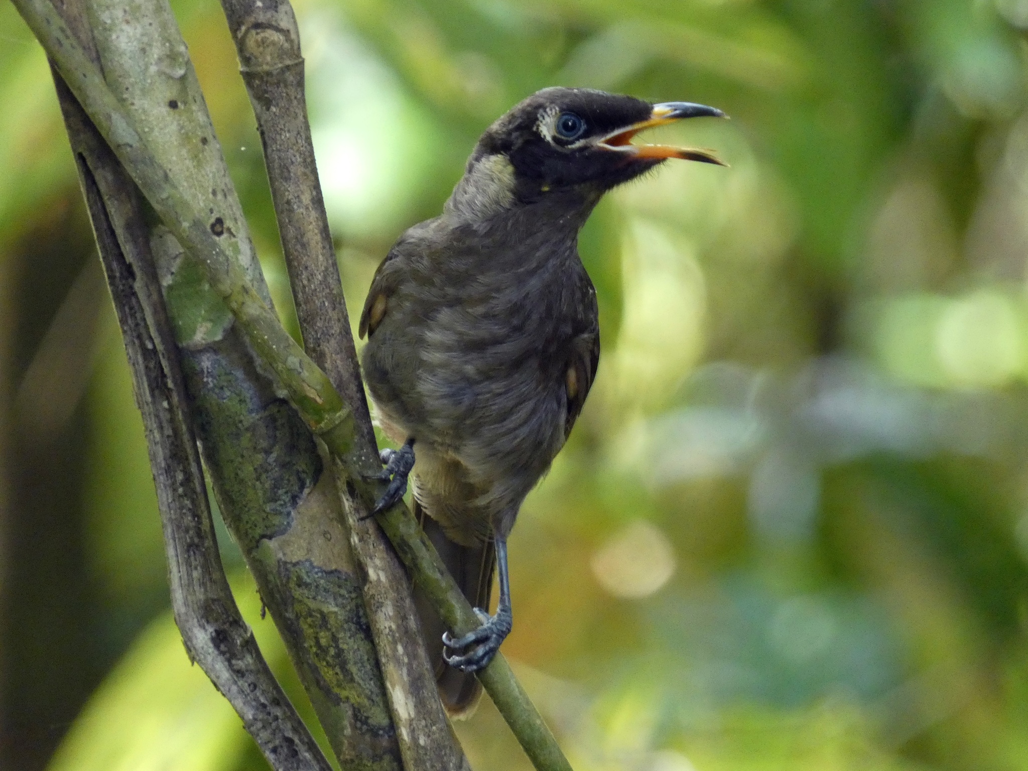 Bridled Honeyeater (Bolemoreus frenatus), photo 5