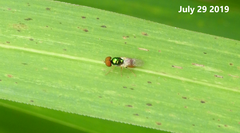 Microchrysa flaviventris