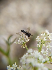 Paragus pecchiolii