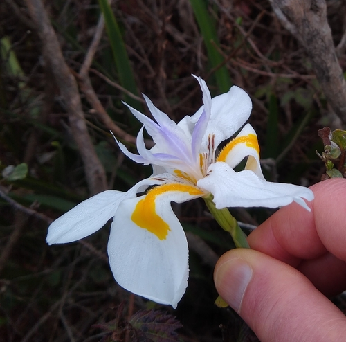 Image of Dietes grandiflora by no rights reserved