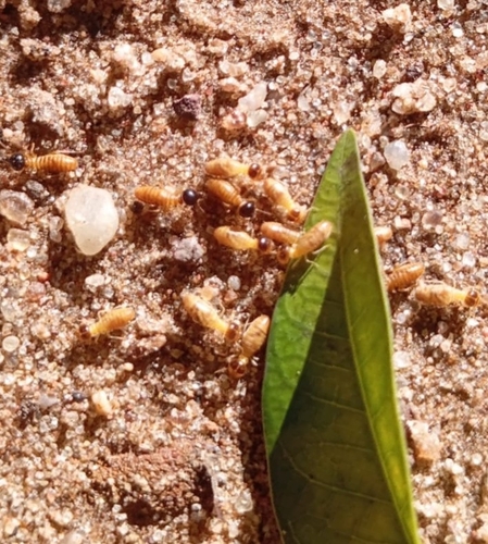 Conehead Termite