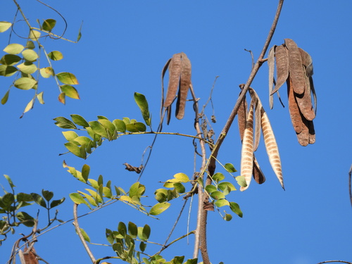 Image of Leucaena lanceolata by no rights reserved