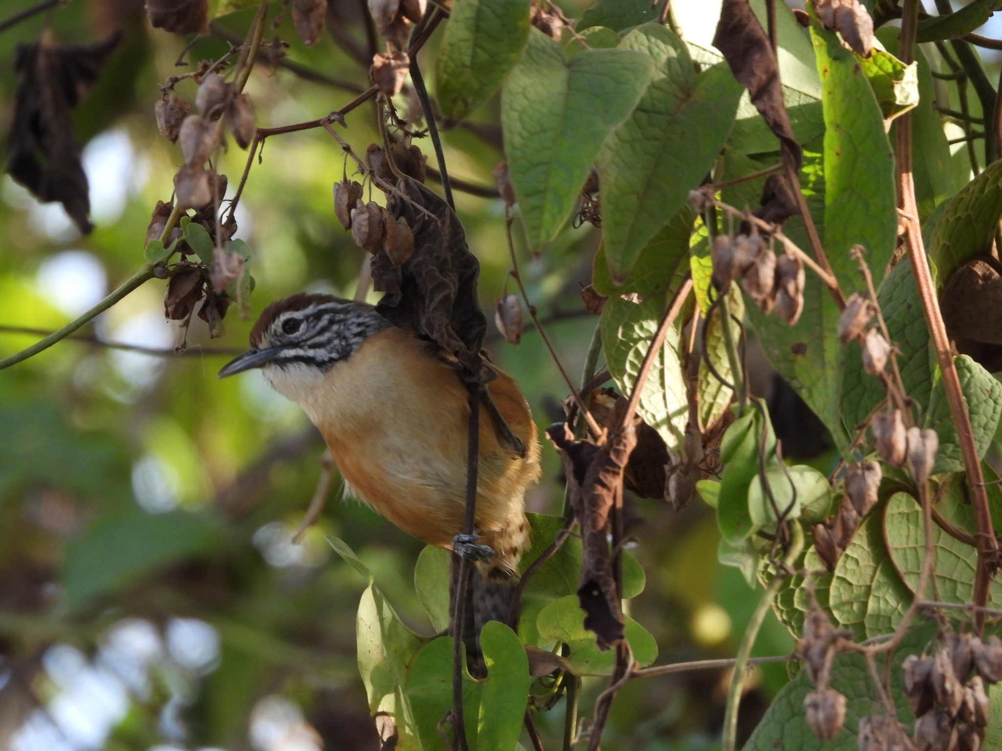 Happy Wren (Pheugopedius felix), photo 7