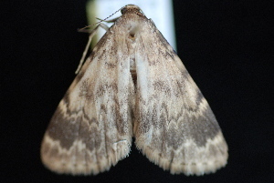 Idia occidentalis photo 2