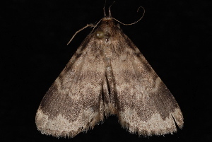 Idia occidentalis photo 3
