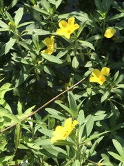Ludwigia grandiflora