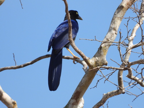 Purplish-backed Jay (Cyanocorax beecheii), photo 3