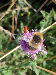 Bombus pratorum