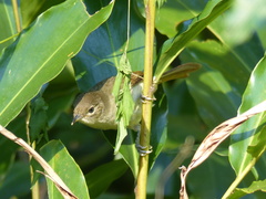 Phyllastrephus flavostriatus