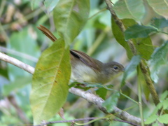 Phyllastrephus flavostriatus