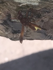 Rhynchium oculatum