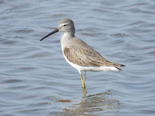 Stilt Sandpiper (Calidris himantopus)
