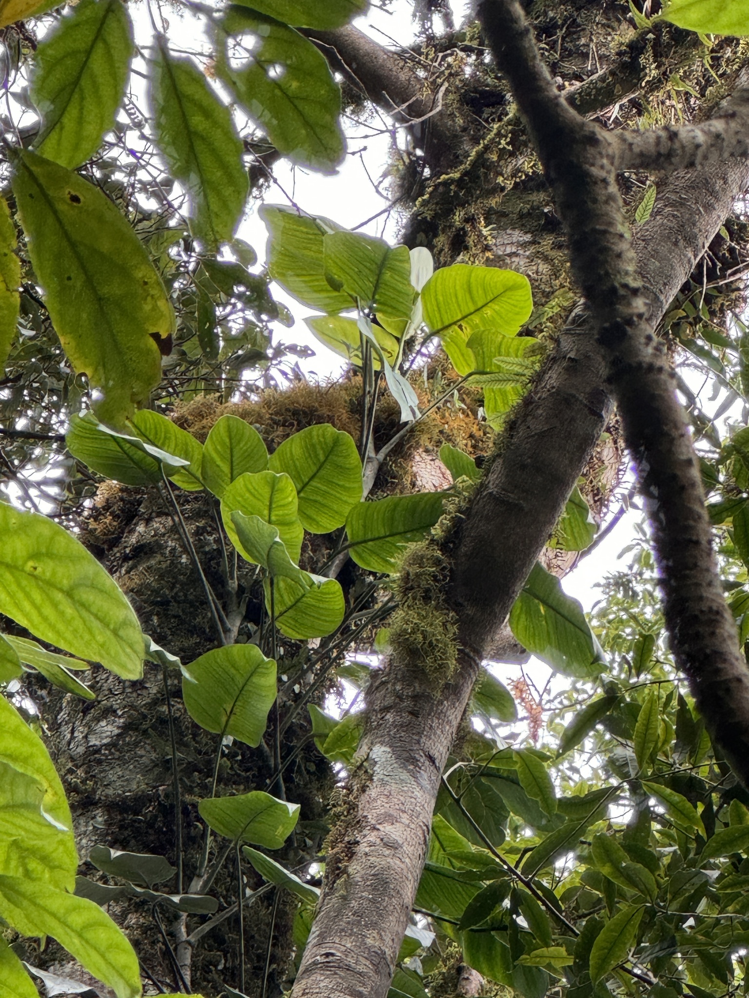 Rhaphidophora lacduongensis (Rhaphidophora lacduongensis)