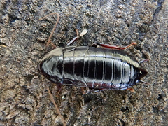 Maoriblatta