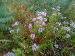 Ziziphora clinopodioides