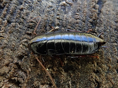 Maoriblatta