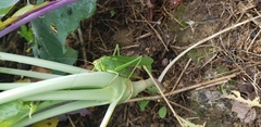 Tettigonia viridissima