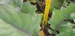 Tettigonia viridissima