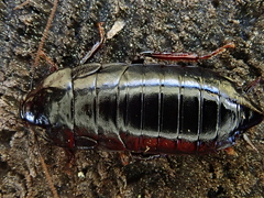 Maoriblatta