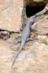 Ninurta coeruleopunctatus