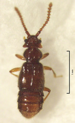 Sagola genalis