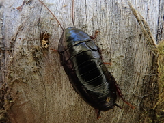 Maoriblatta