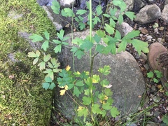 Thalictrum flavum