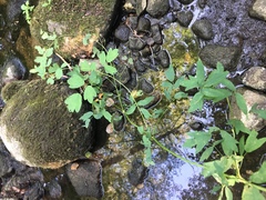 Thalictrum flavum