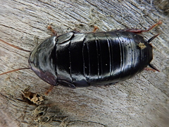 Maoriblatta