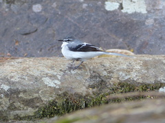 Motacilla clara