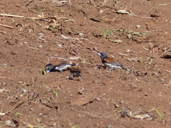 Spermestes bicolor nigriceps