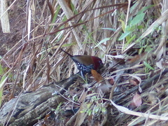 Hypargos niveoguttatus