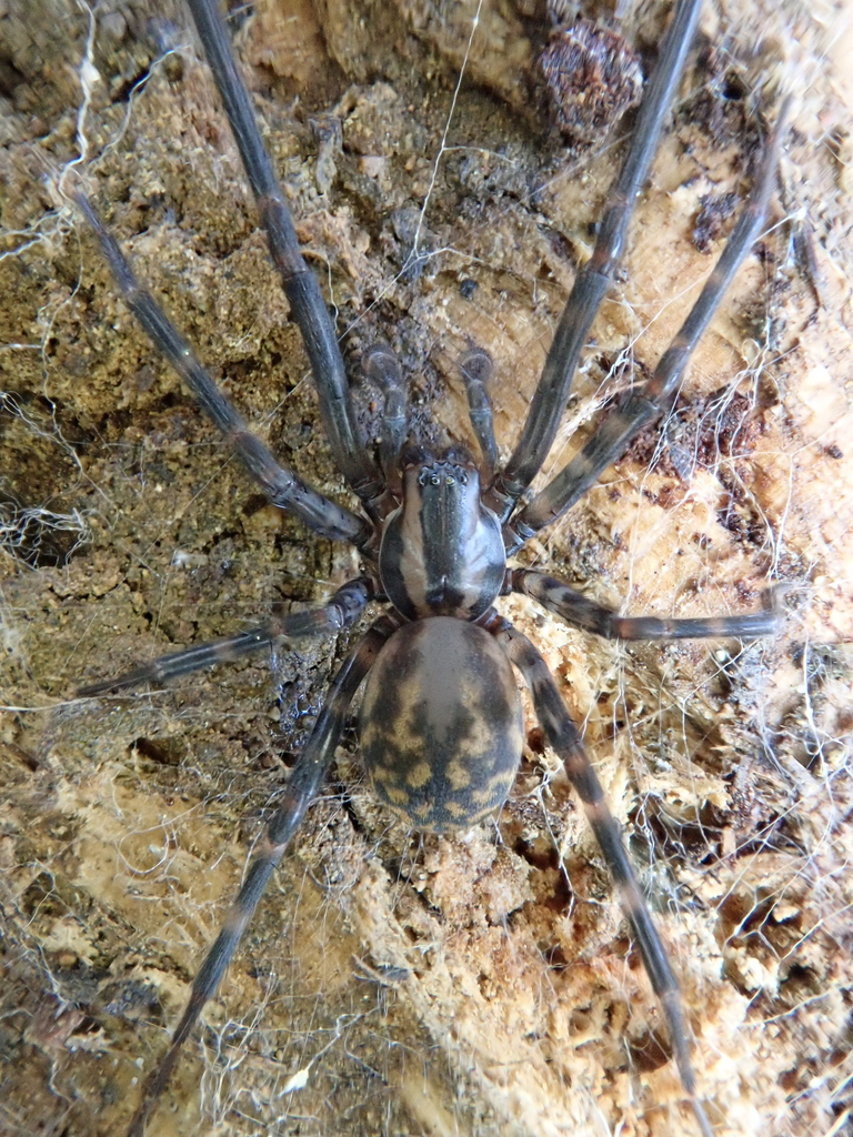 Cambridgea plagiata