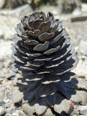 Rosette Rockcress (Notothlaspi rosulatum)