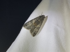 Melipotis jucunda
