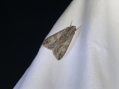 Melipotis jucunda