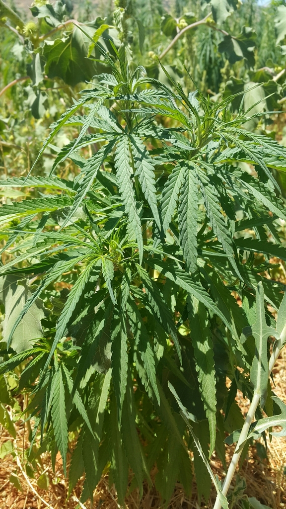 삼 from Saaideh, Lebanon on 2019년 07월 29일 (월) at 12:13 오후 by Mohammad Marafi · iNaturalist 삼 (Cannabis sativa)