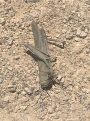 Anacridium aegyptium