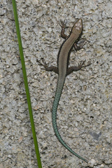 Iberolacerta monticola