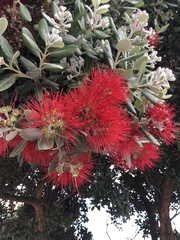 Metrosideros excelsa